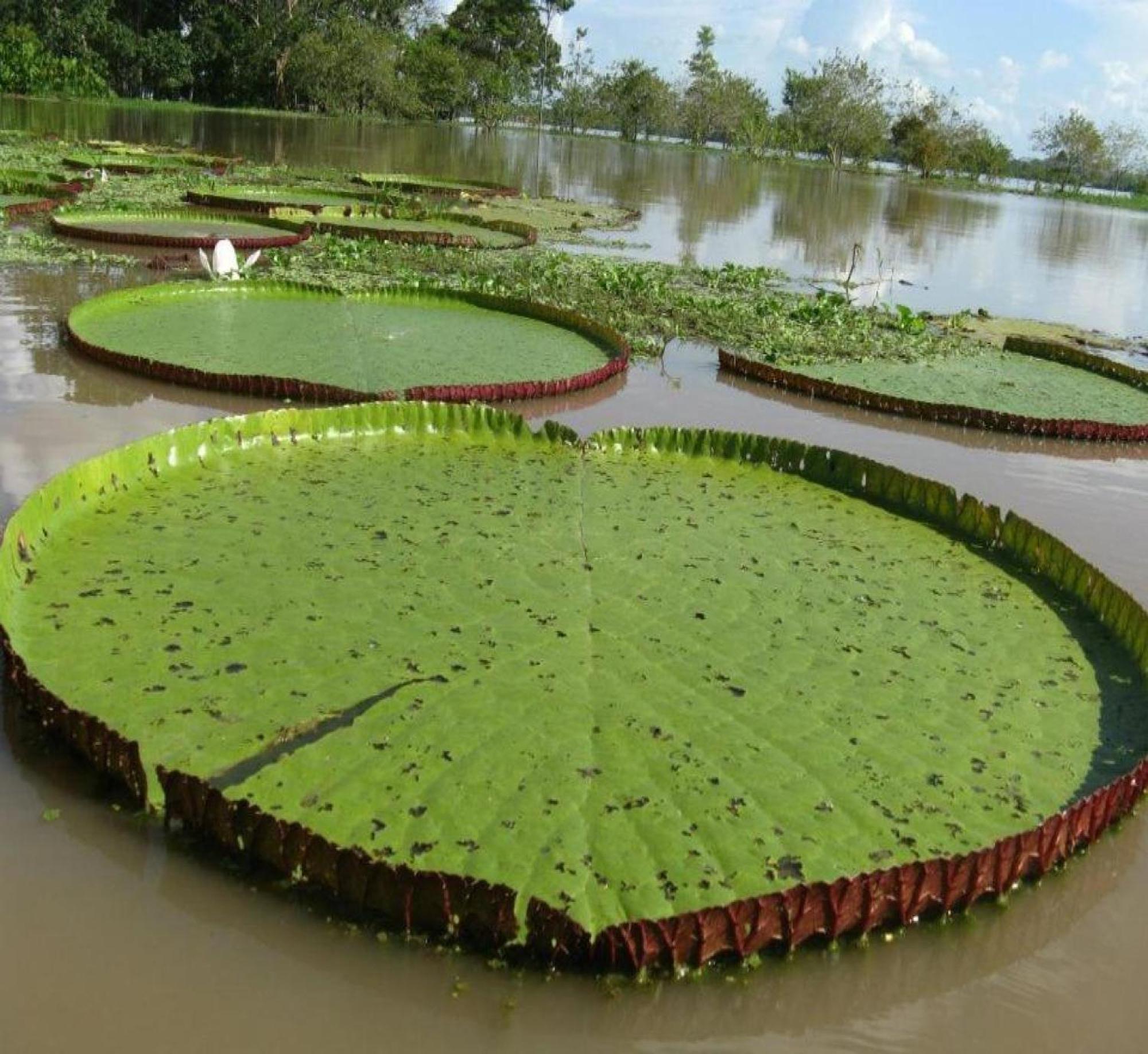 Cabana Flotante Kurupira Leticia Exteriér fotografie